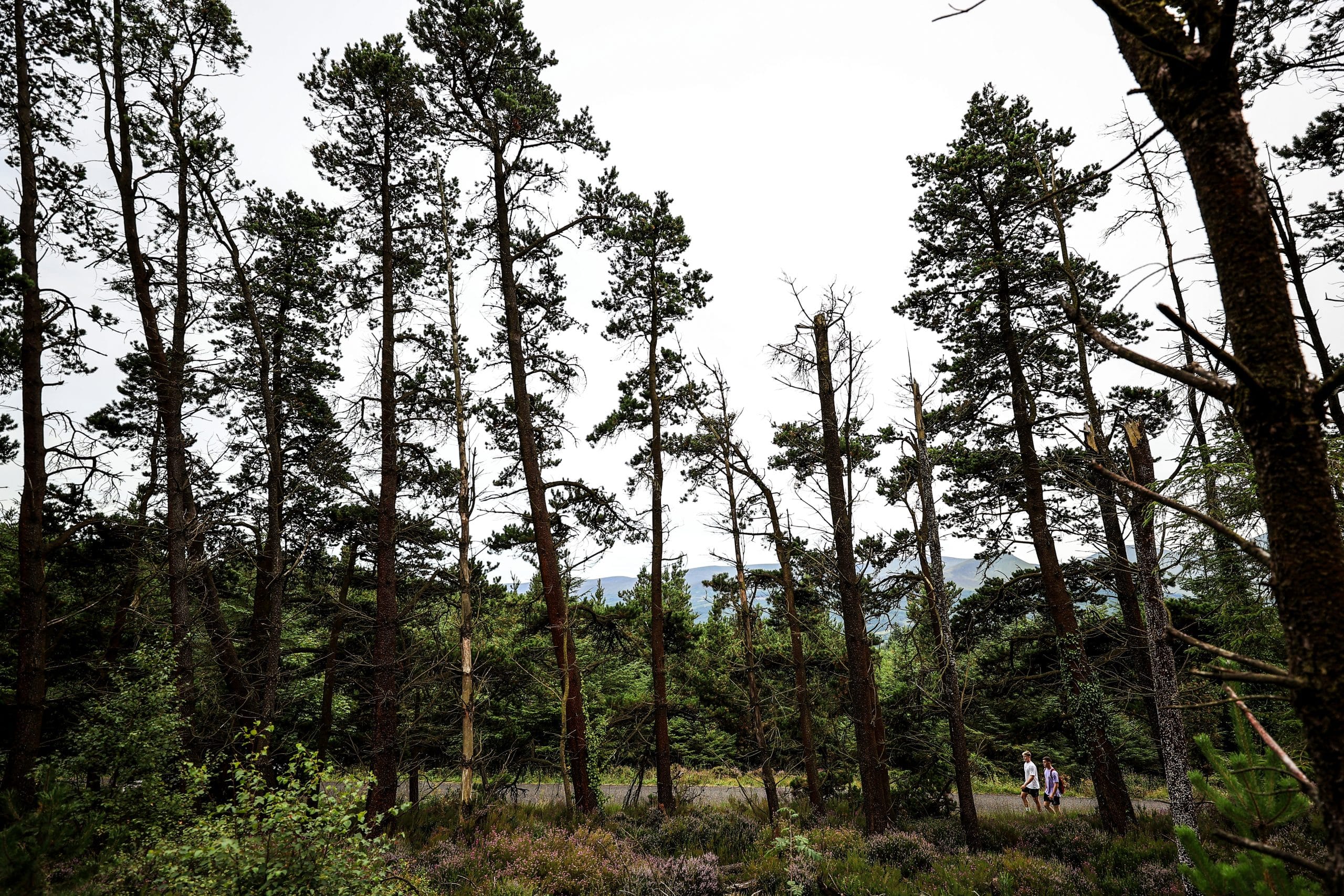 Ballinacourty Loop trail in Tipperary - courtesy of Failte Ireland
