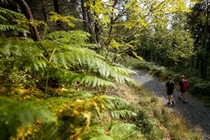Glen of Aherlow Looped Walks