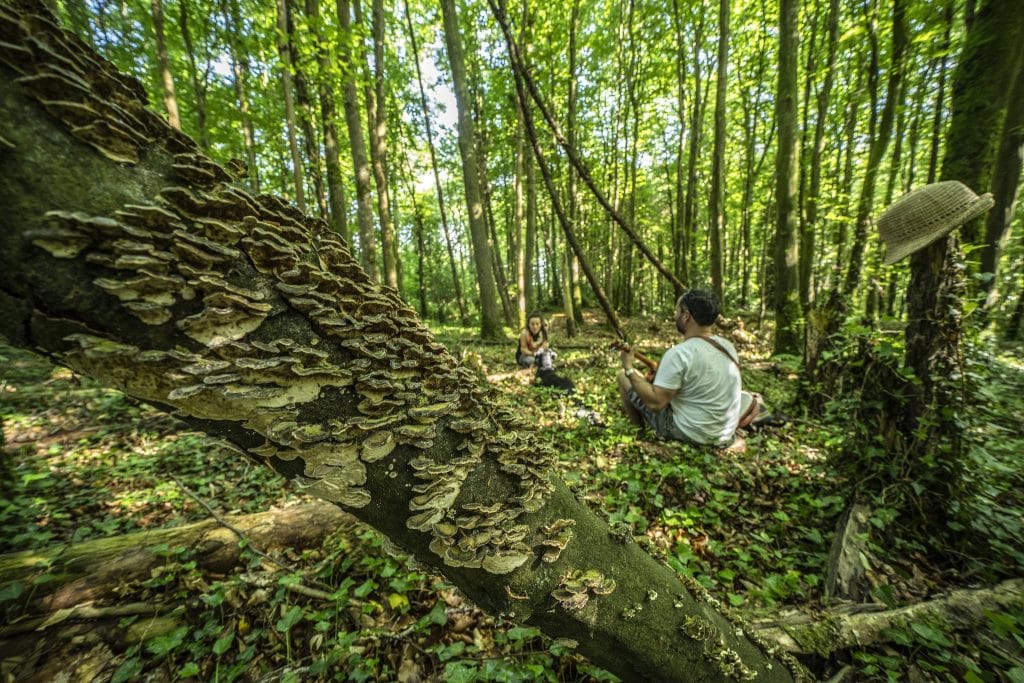 A close-up of a fallen tree trunk covered in bracket fungi in a dense forest, with two people sitting on the forest floor in the background, one playing a guitar, and a straw hat hanging on a nearby tree.