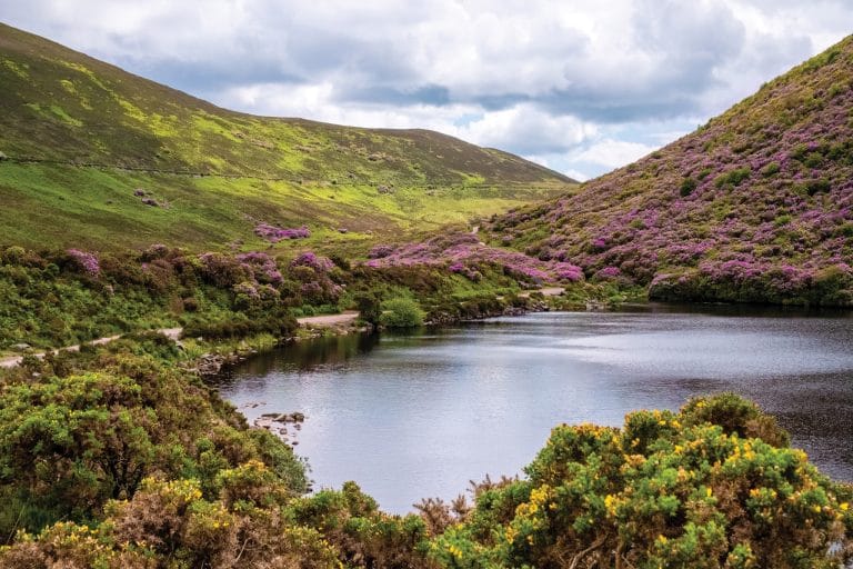 Scenic view of Lake Mursky surrounded by green hills covered with vibrant purple and yellow flowering shrubs under a partly cloudy sky.