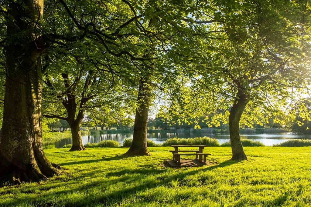 A sunlit park scene featuring green grass, tall leafy trees, a wooden picnic table in the center, and a calm lake in the background.