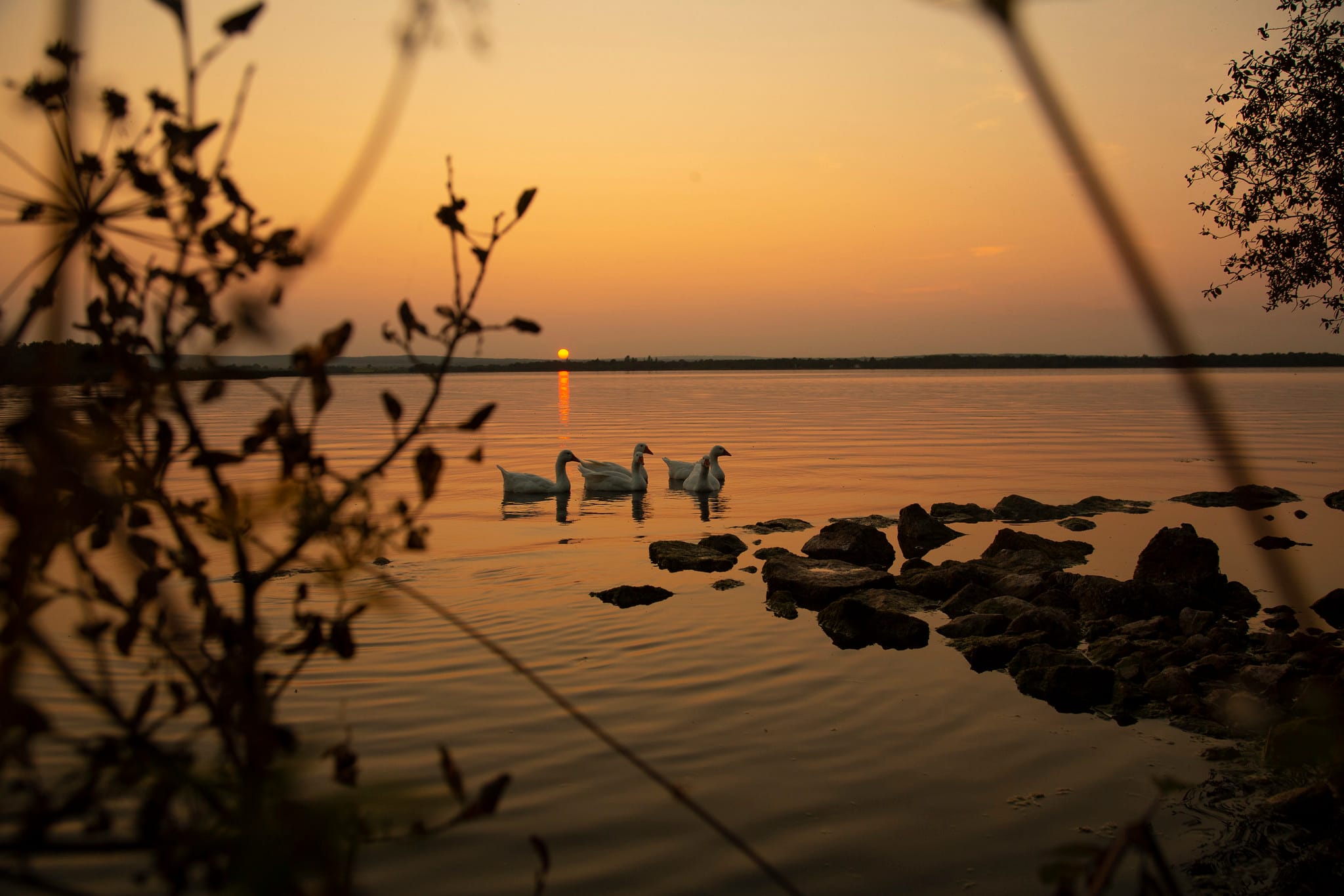 Swans in sunset Mota Quay Tipperary Lough Derg