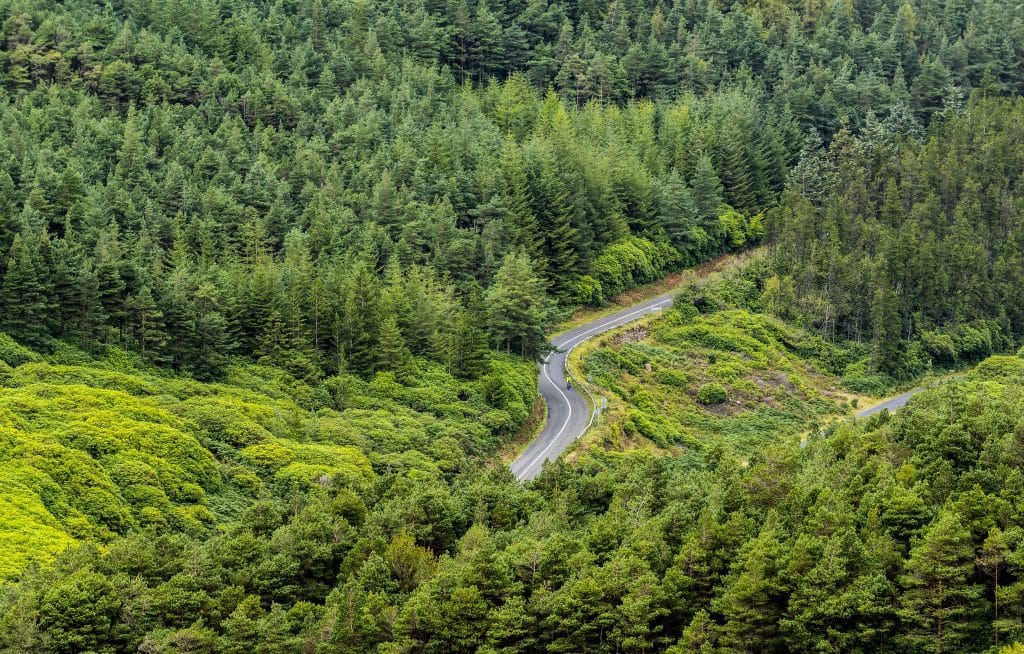 A winding road cutting through a dense green forest with various shades of trees and shrubs surrounding it.