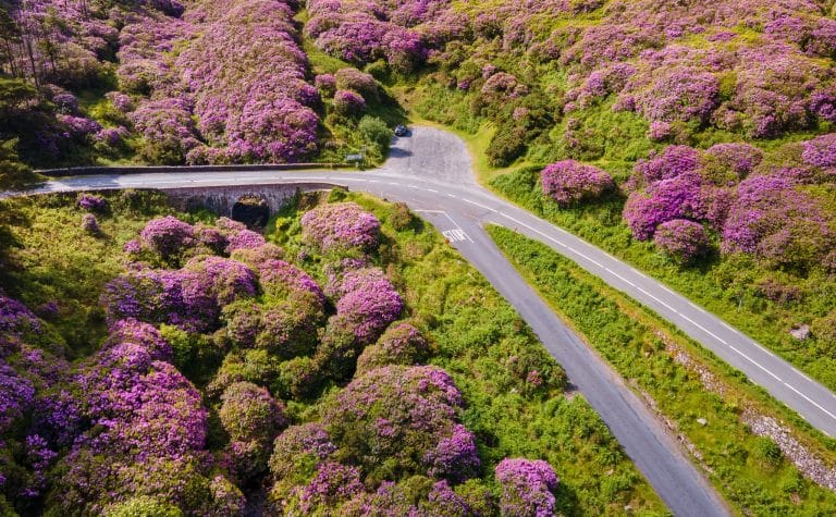 Aerial view of a winding road surrounded by lush greenery and dense bushes covered in vibrant pink flowers, with a stone bridge crossing a small valley.